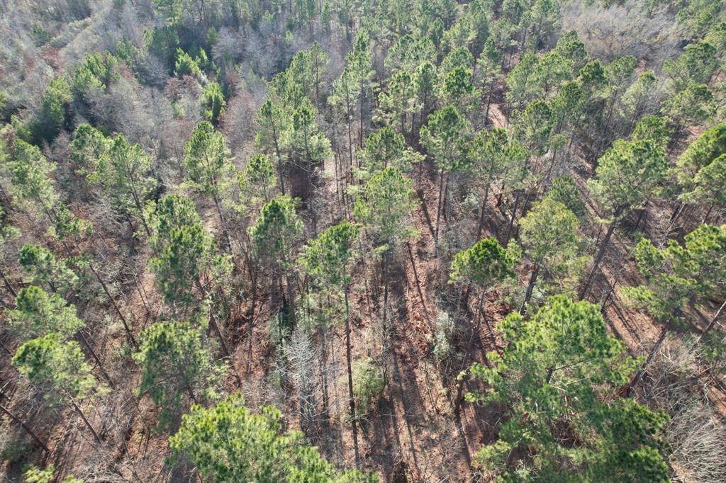 Tbd-a County Road 216 Property Photo 2
