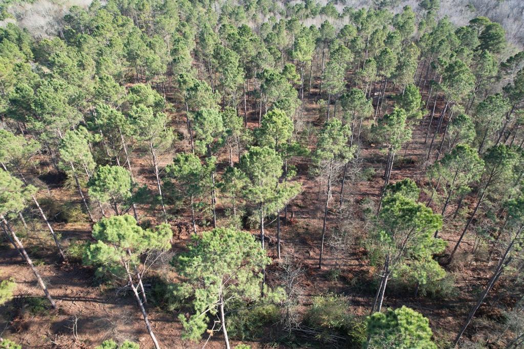 Tbd-a County Road 216 Property Photo 6