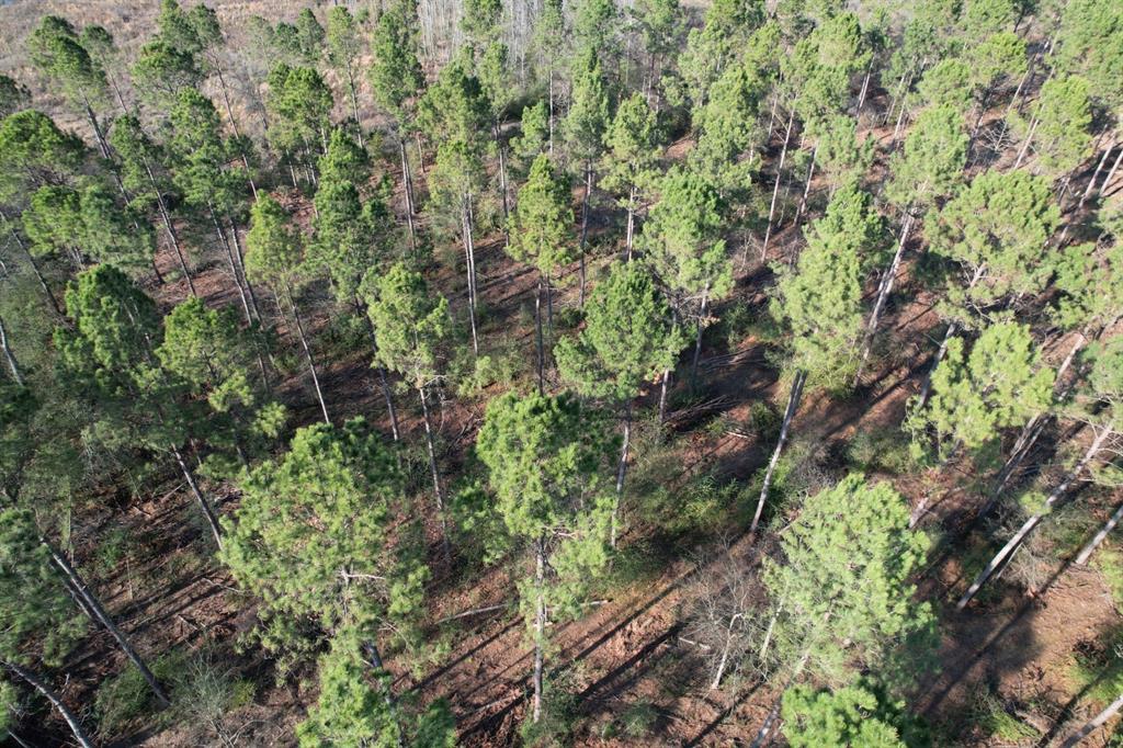 Tbd-a County Road 216 Property Photo 7
