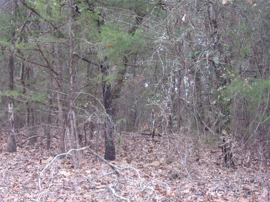 000 Briar Valley Property Photo 5
