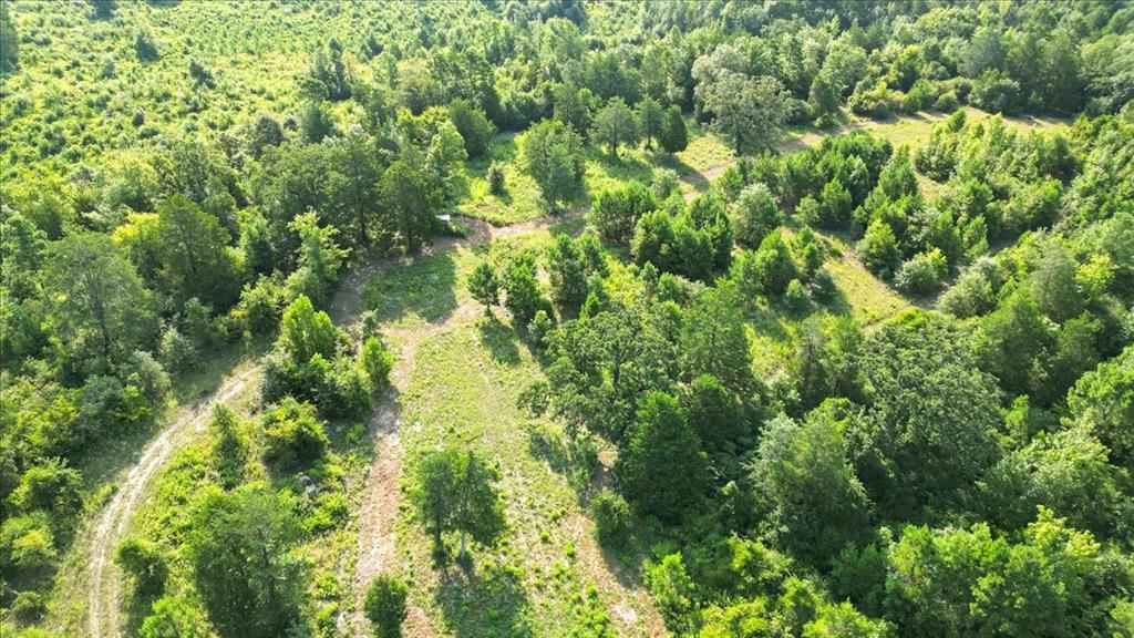 Tbd S Live Oak Property Photo 6