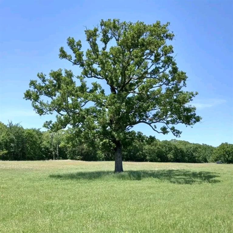 32 Acres County Road 2425 Property Photo 5