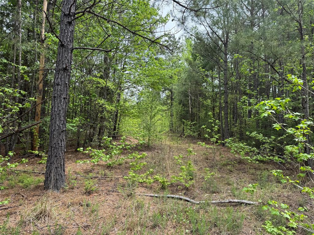 Tbd County Road 2742 Property Photo 18