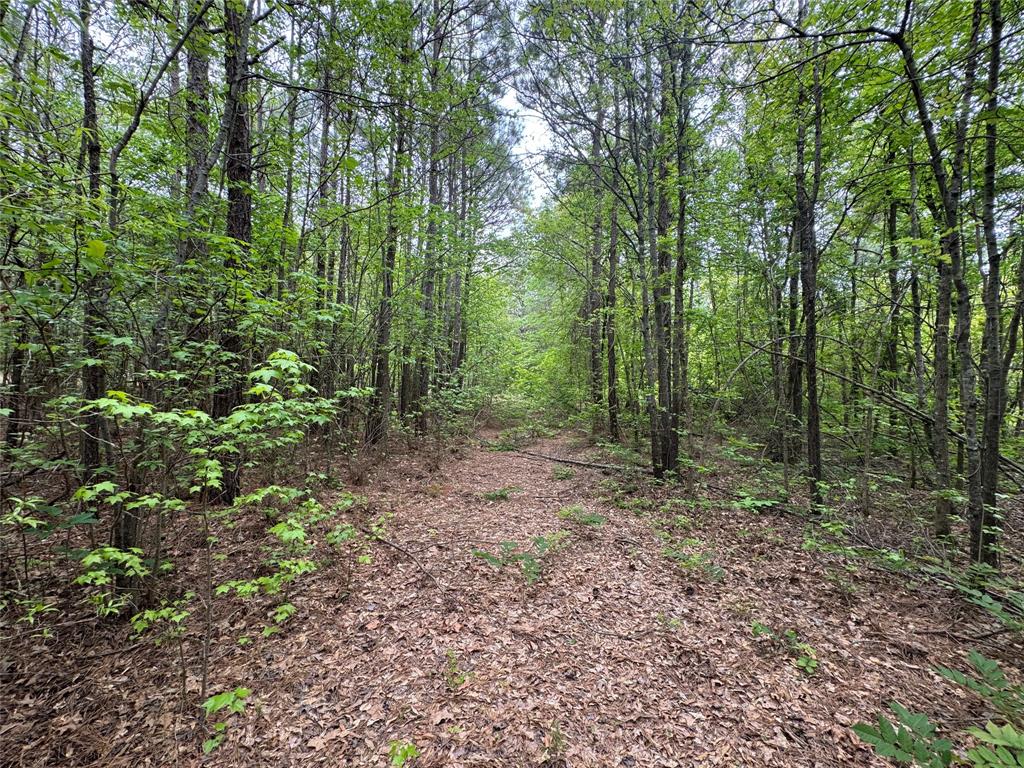 Tbd County Road 2742 Property Photo 19