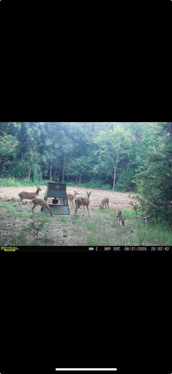240 Magnolia Property Photo 15