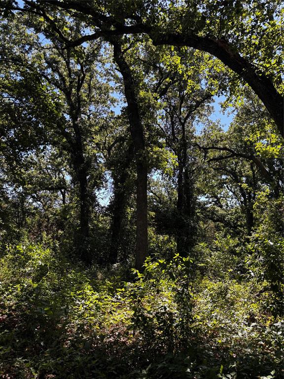 4025 County Road 175 Property Photo 25