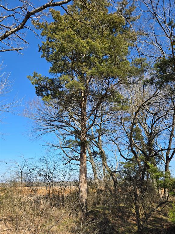 Tbd County Road 4612 Property Photo 9