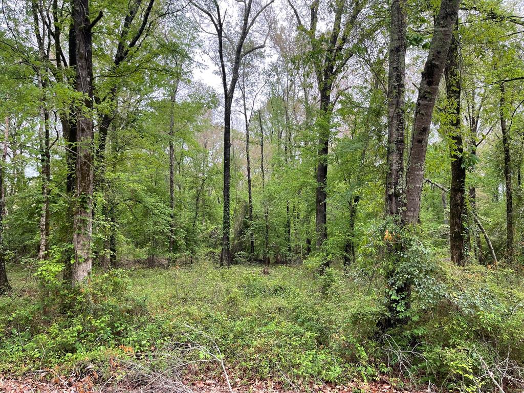 0 Shane Lane Lot 42 Property Photo 2