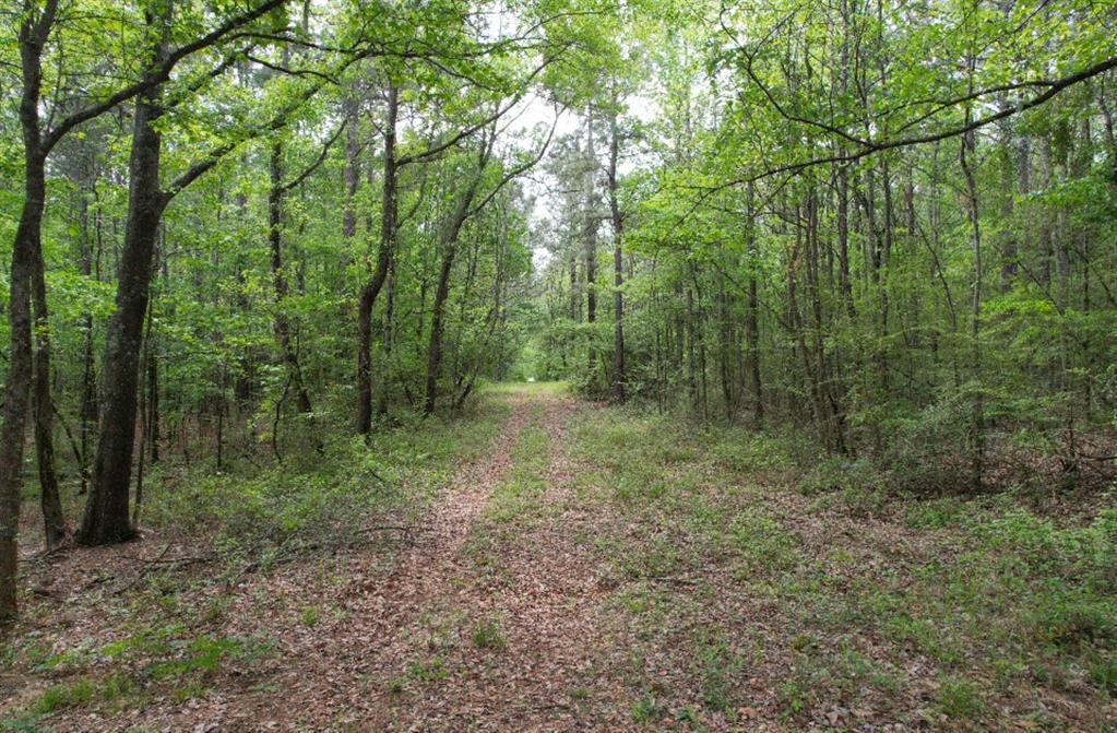 Tbd County Road 120c Property Photo 6