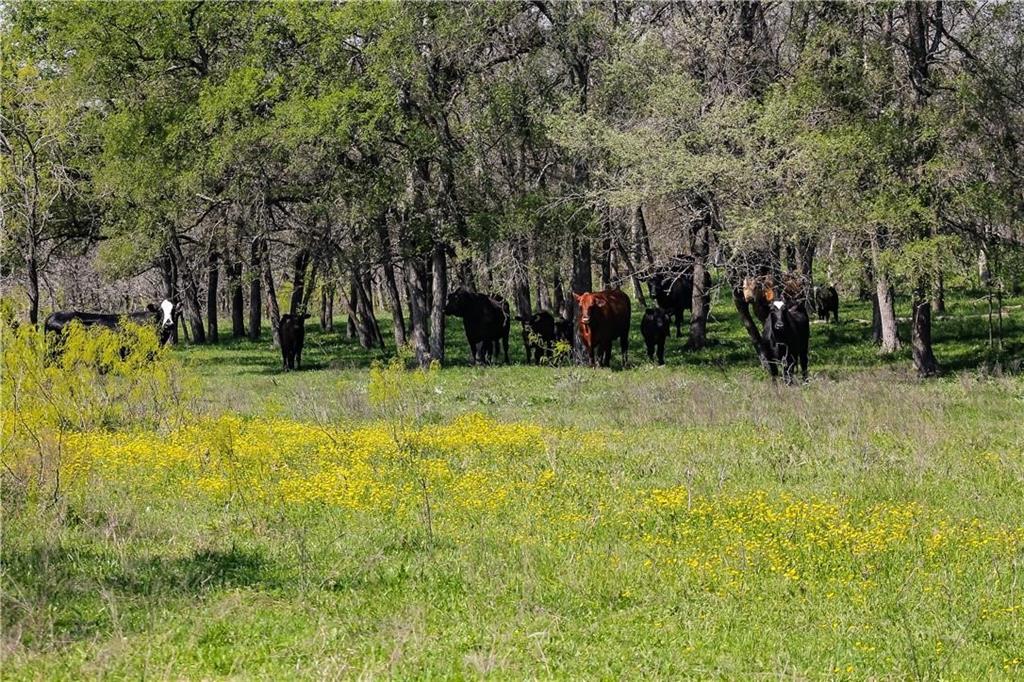 Tbd Cr 151 Property Photo 6