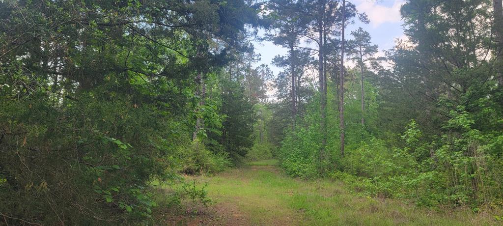Tbd County Road 430 Property Photo 13