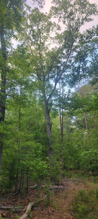 Tbd County Road 430 Property Photo 16