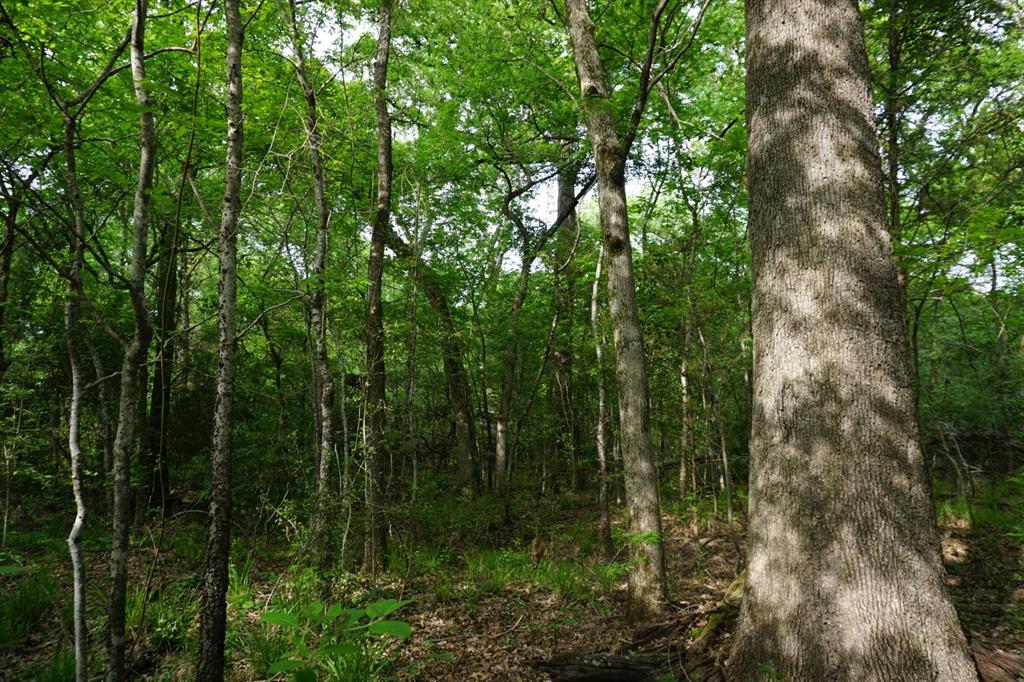 Tbd2 County Road 1200 Property Photo 1