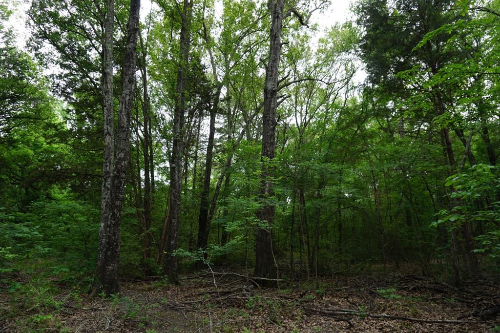 Tbd2 County Road 1200 Property Photo 3