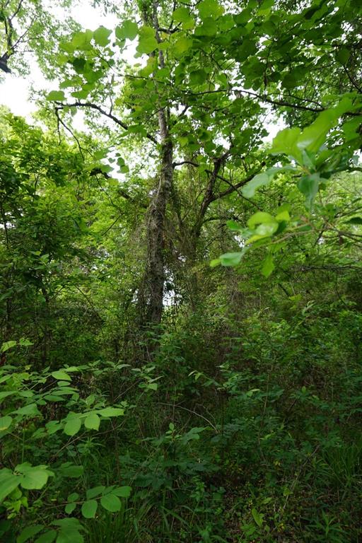 Tbd2 County Road 1200 Property Photo 5