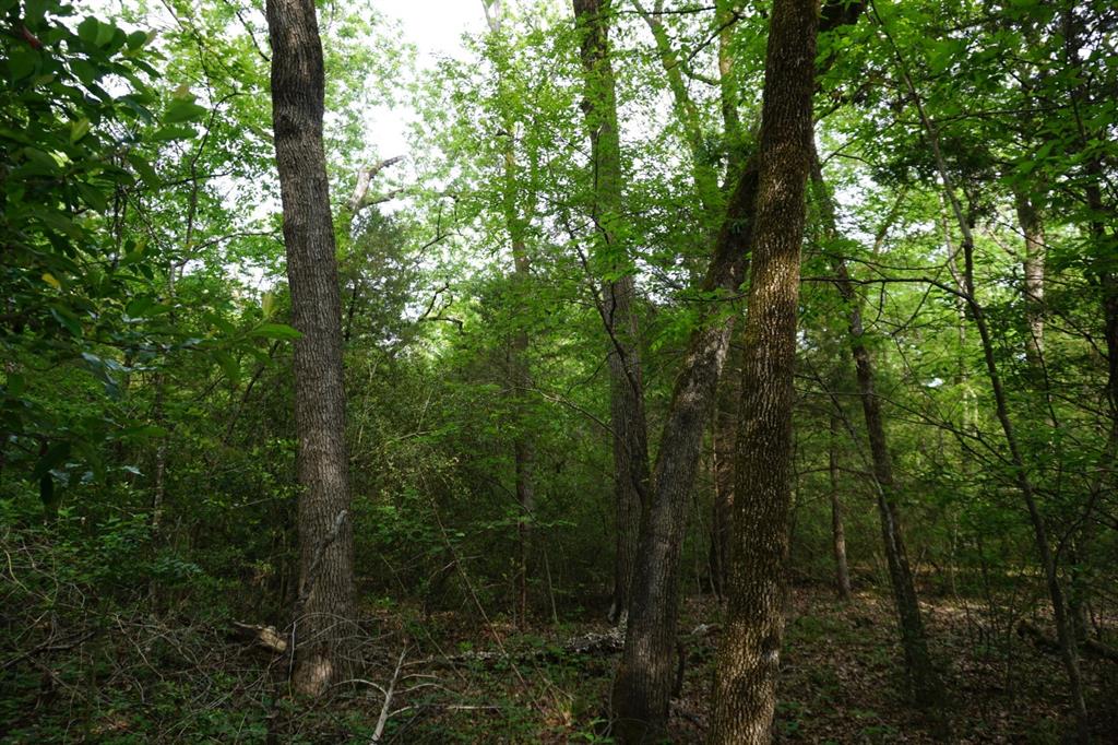 Tbd2 County Road 1200 Property Photo 10