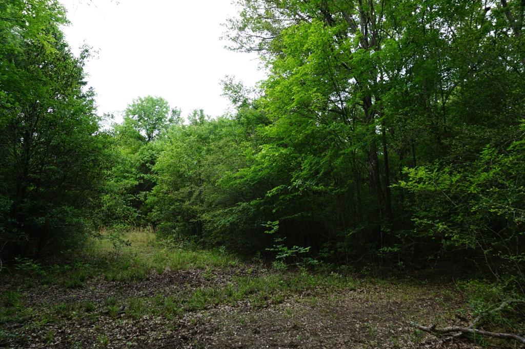 Tbd2 County Road 1200 Property Photo 13