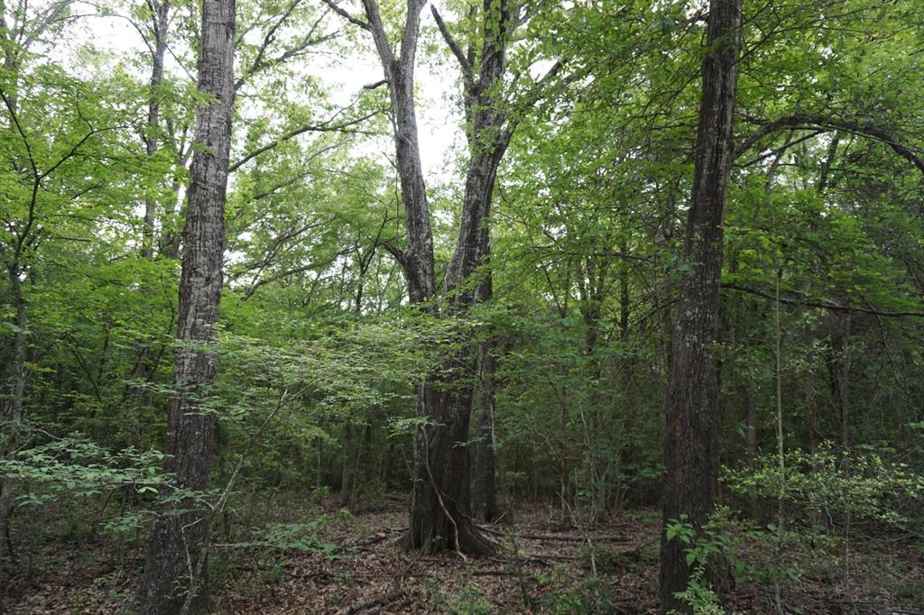 Tbd2 County Road 1200 Property Photo 14