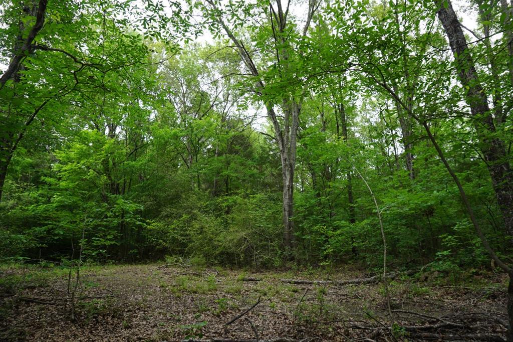 Tbd2 County Road 1200 Property Photo 16