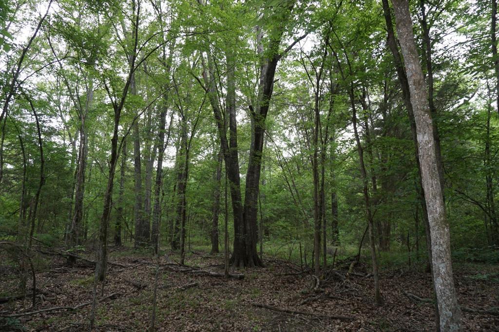 Tbd2 County Road 1200 Property Photo 18