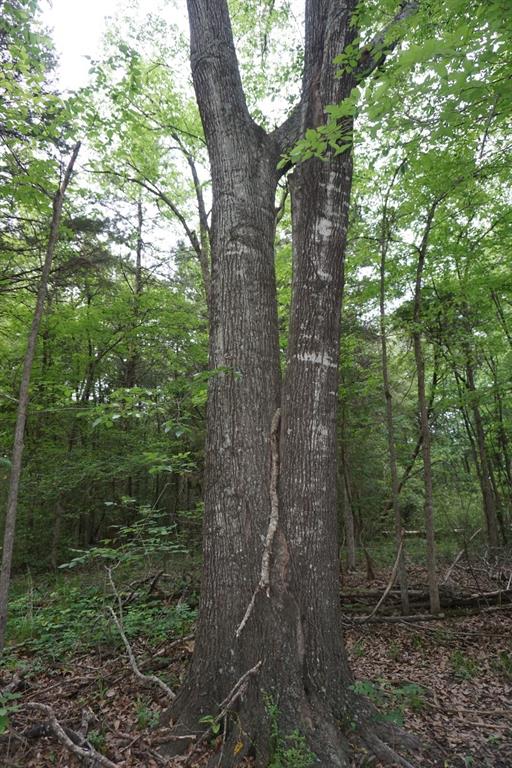 Tbd2 County Road 1200 Property Photo 19