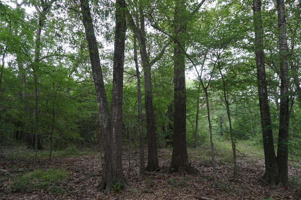 Tbd2 County Road 1200 Property Photo 26
