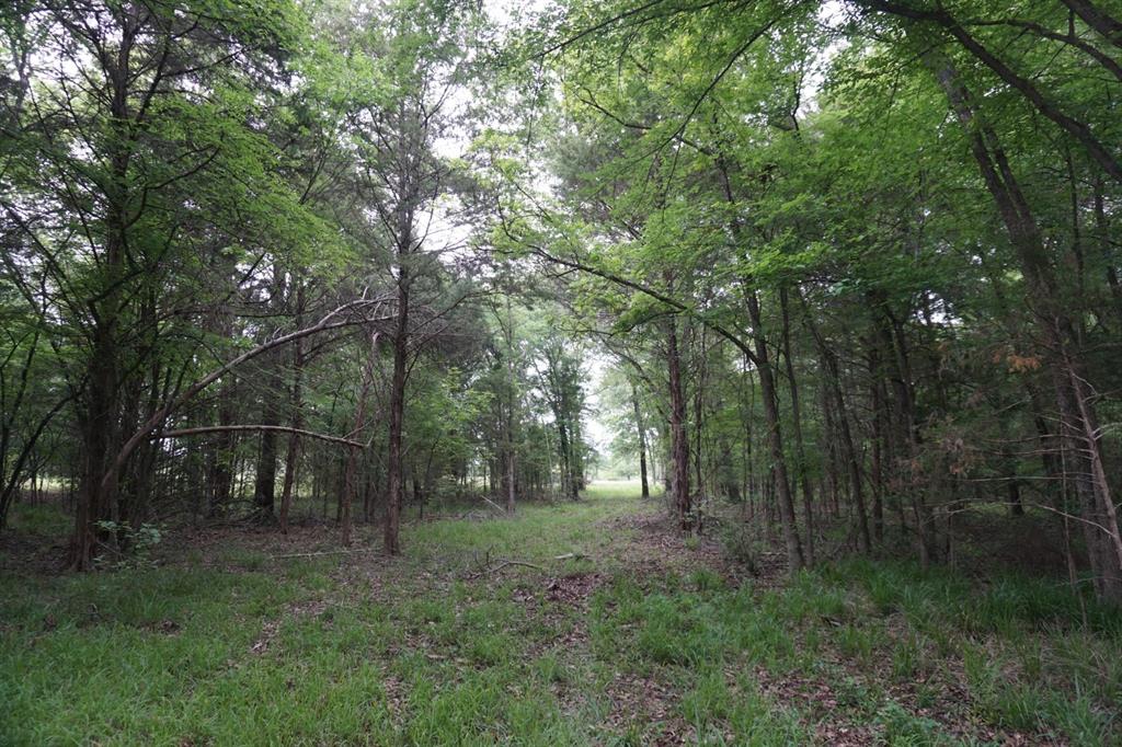 Tbd2 County Road 1200 Property Photo 28