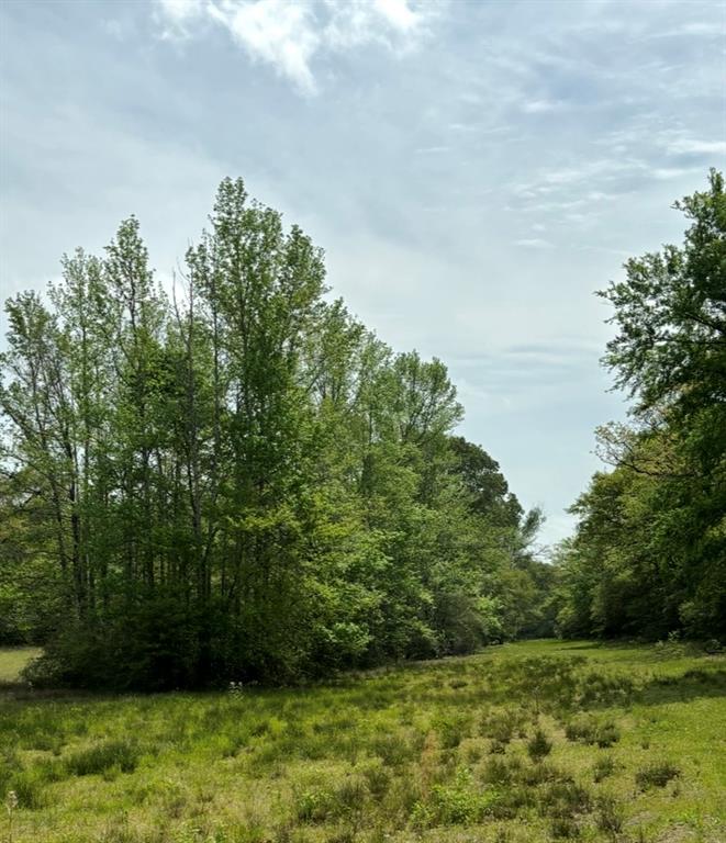 Tbd 006 County Road 242 Property Photo 5