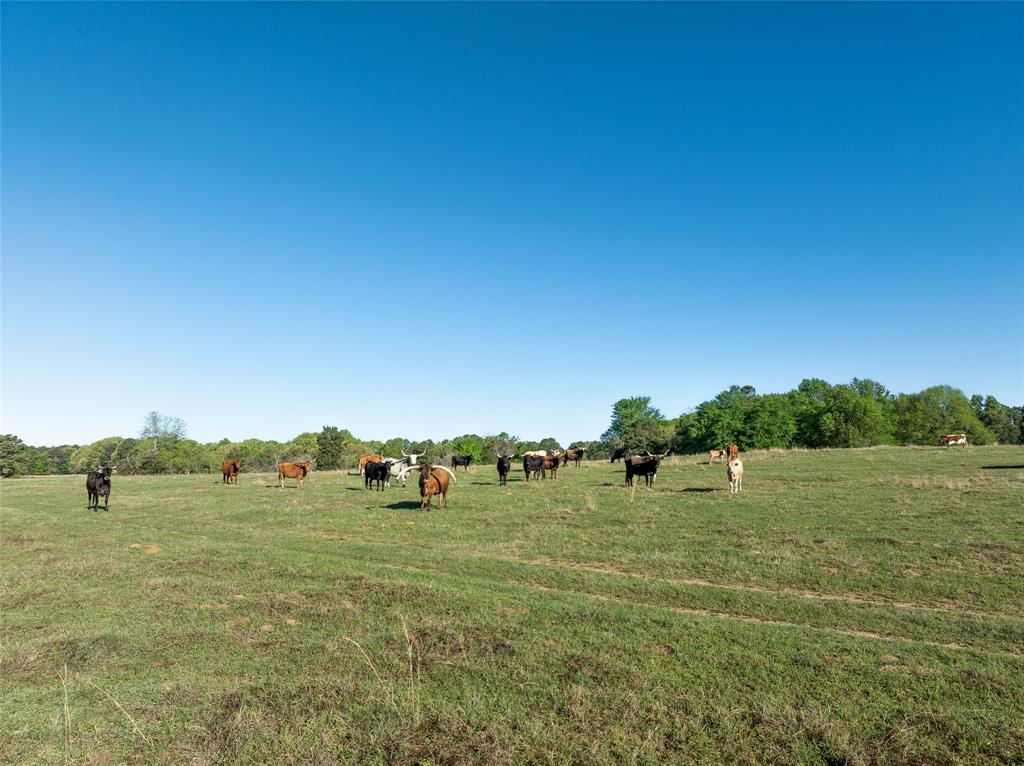 Tbd State Hwy 147 Property Photo 9