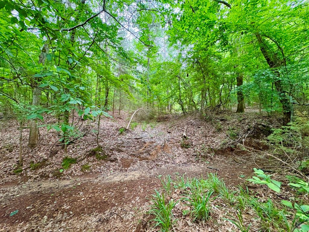 Tbd County Road 4504 Property Photo 9