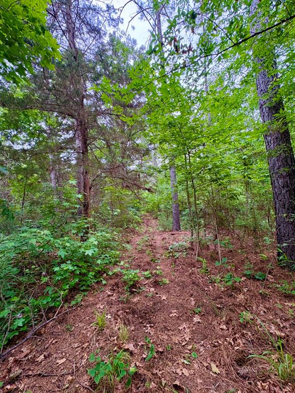 Tbd County Road 4504 Property Photo 12