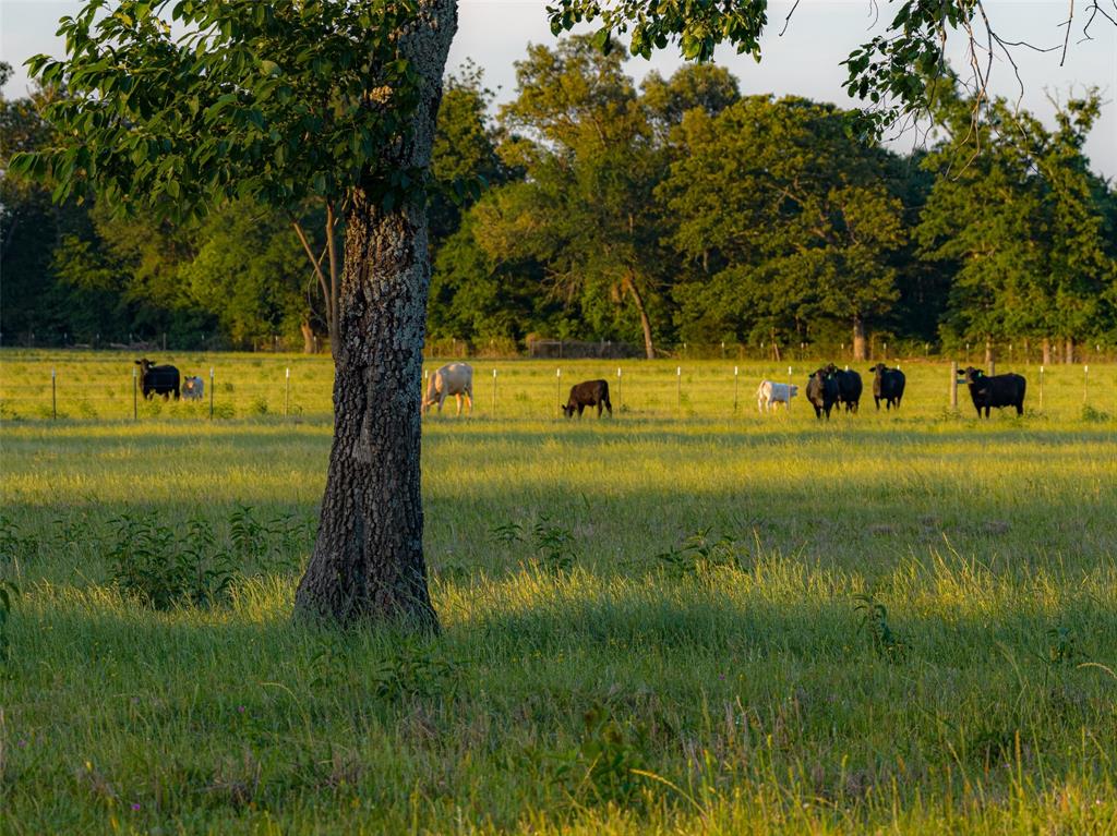 1423 Fm 1653 Property Photo 40