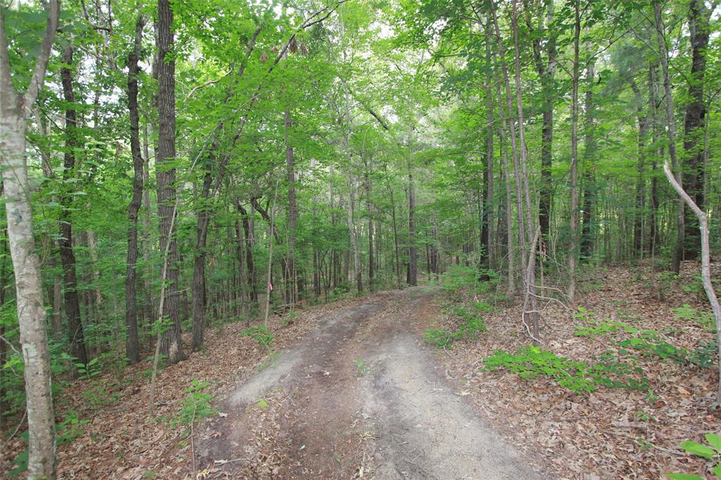 Tract 53.1 Hwy 31 Property Photo 5