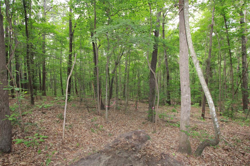 Tract 53.1 Hwy 31 Property Photo 9