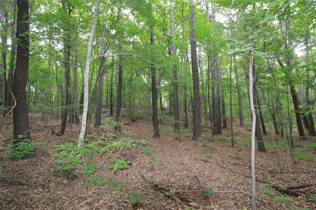 Tract 53.1 Hwy 31 Property Photo 11
