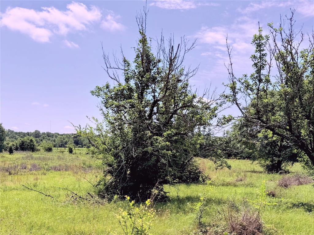 3 Acres Lcr 864 Property Photo 6