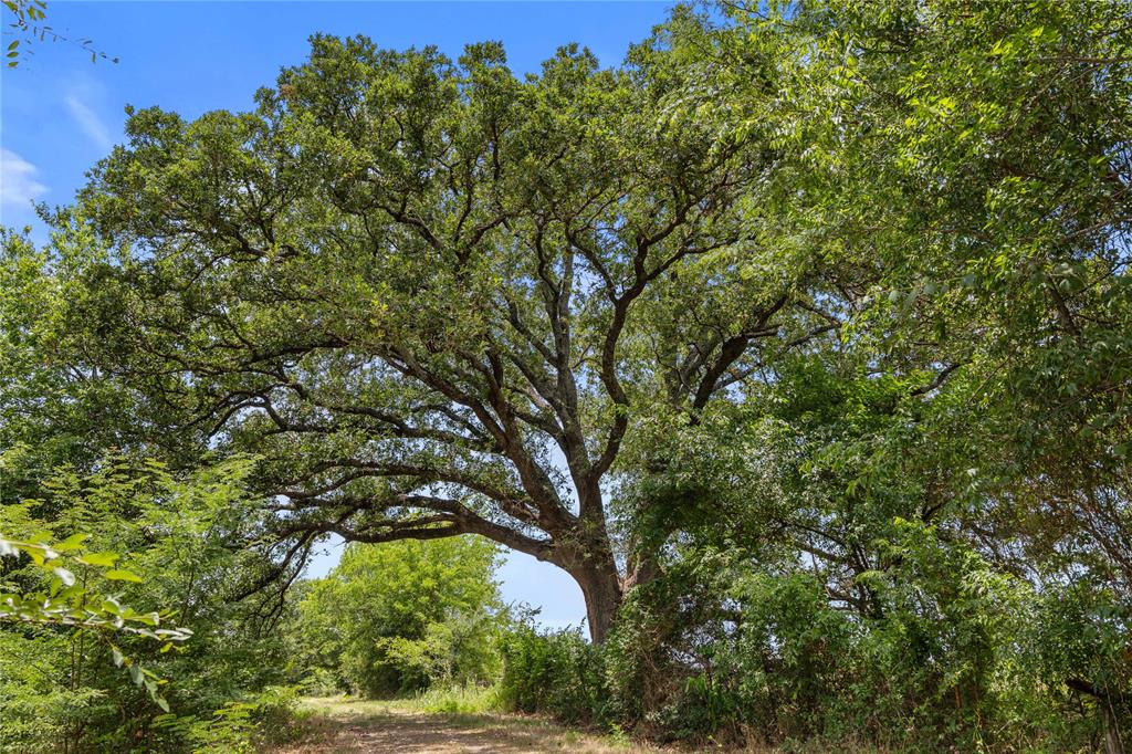 Tbd Highway 274 Property Photo 2