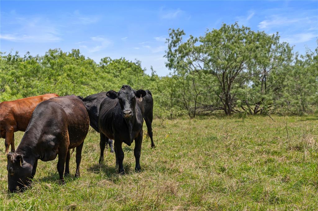 Tbd Highway 274 Property Photo 16
