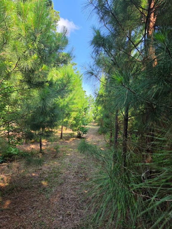 0000 W State Highway 294 Property Photo 16