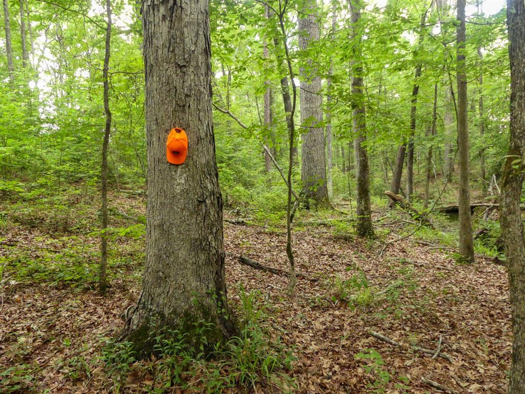 000 Avinger Cutoff Road Property Photo 35