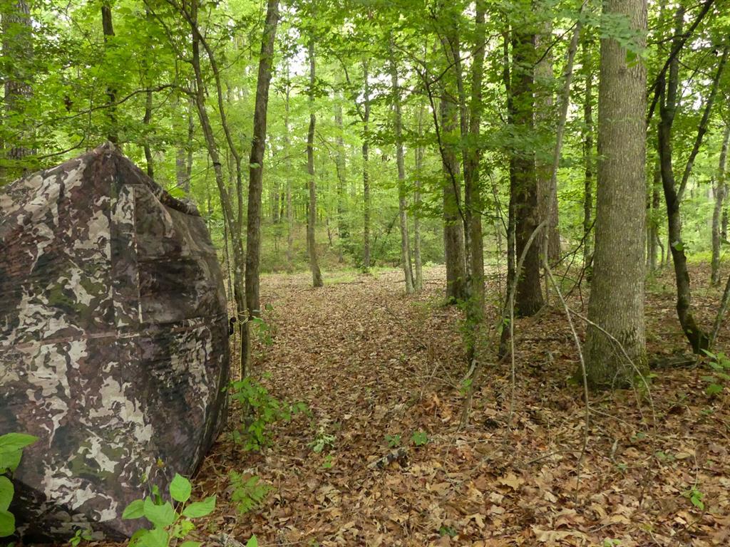 000 Avinger Cutoff Road Property Photo 38
