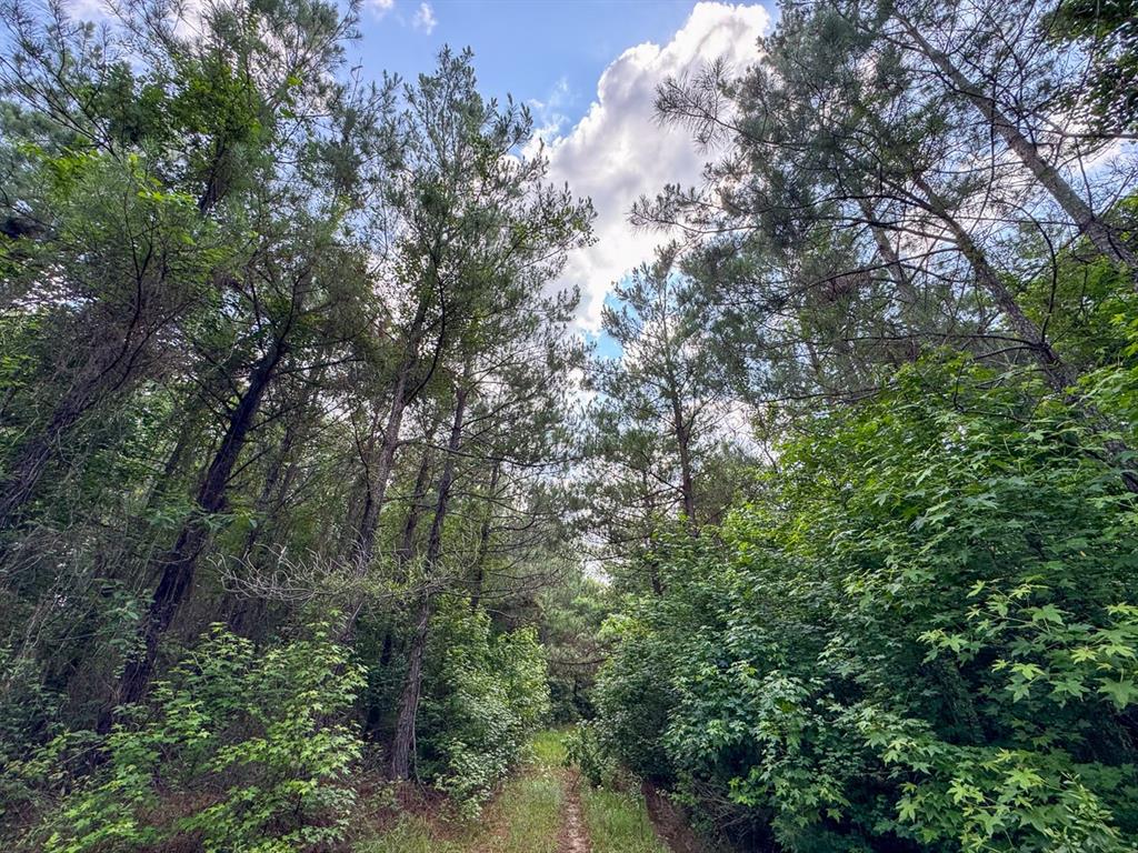 1 Highway 126 Property Photo 8
