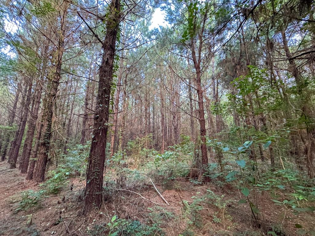 T-1 Dido Loop Property Photo 6