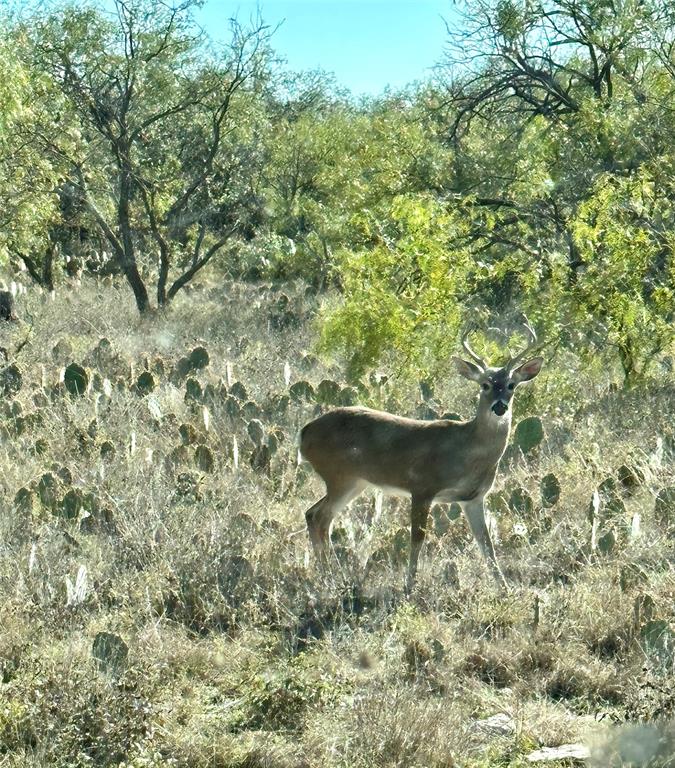 401 Fallow Spur Property Photo 9