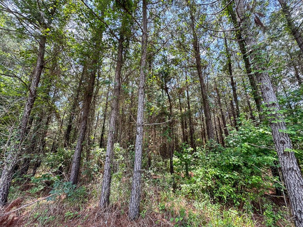 T-1 Blade Loop Road Property Photo 5