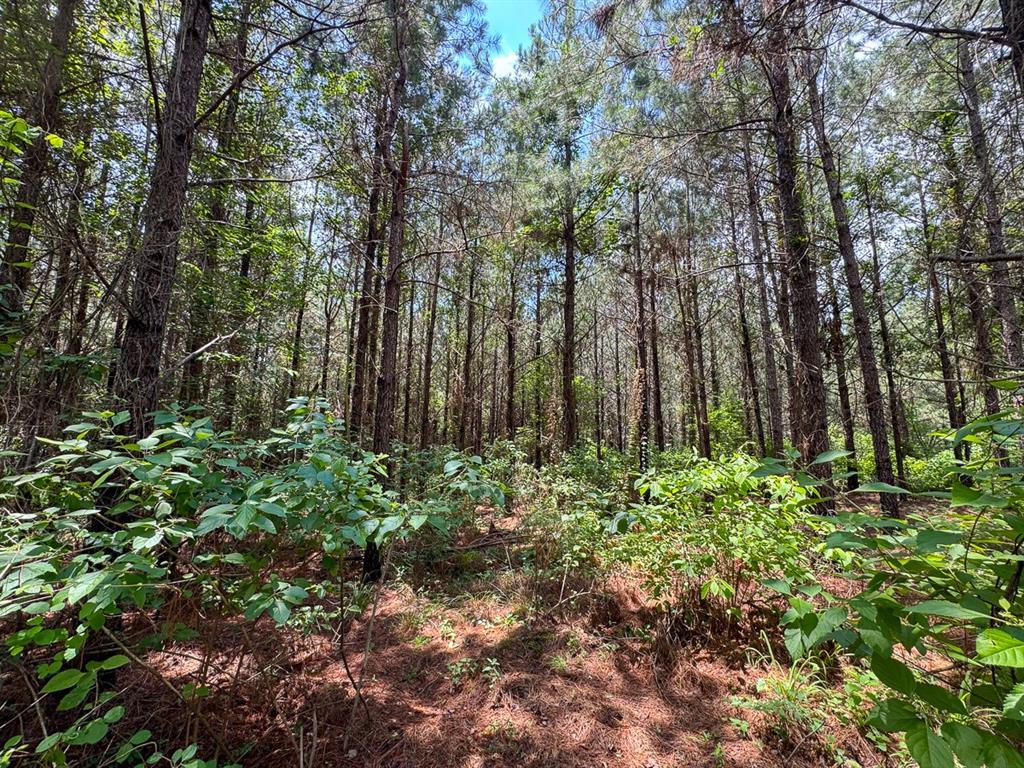 T-1 Blade Loop Road Property Photo 6