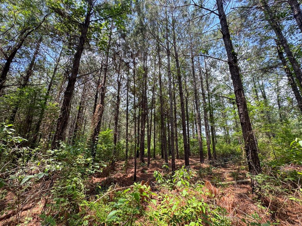 T-1 Blade Loop Road Property Photo 8