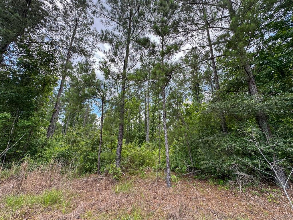 T-1 Blade Loop Road Property Photo 9