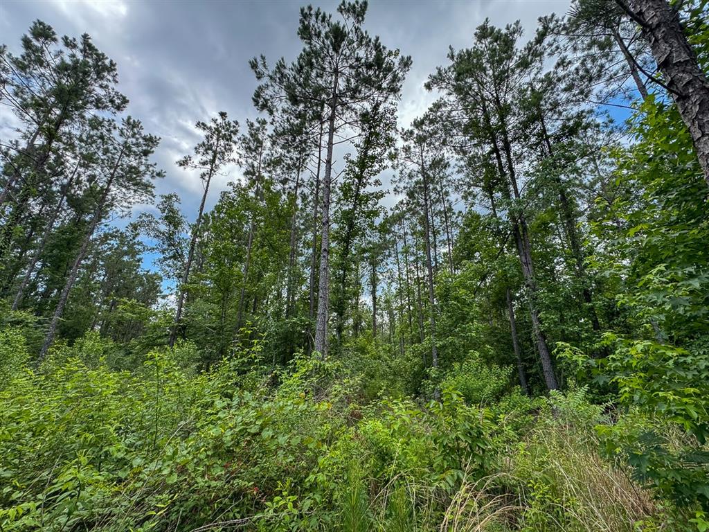 T-1 Blade Loop Road Property Photo 10