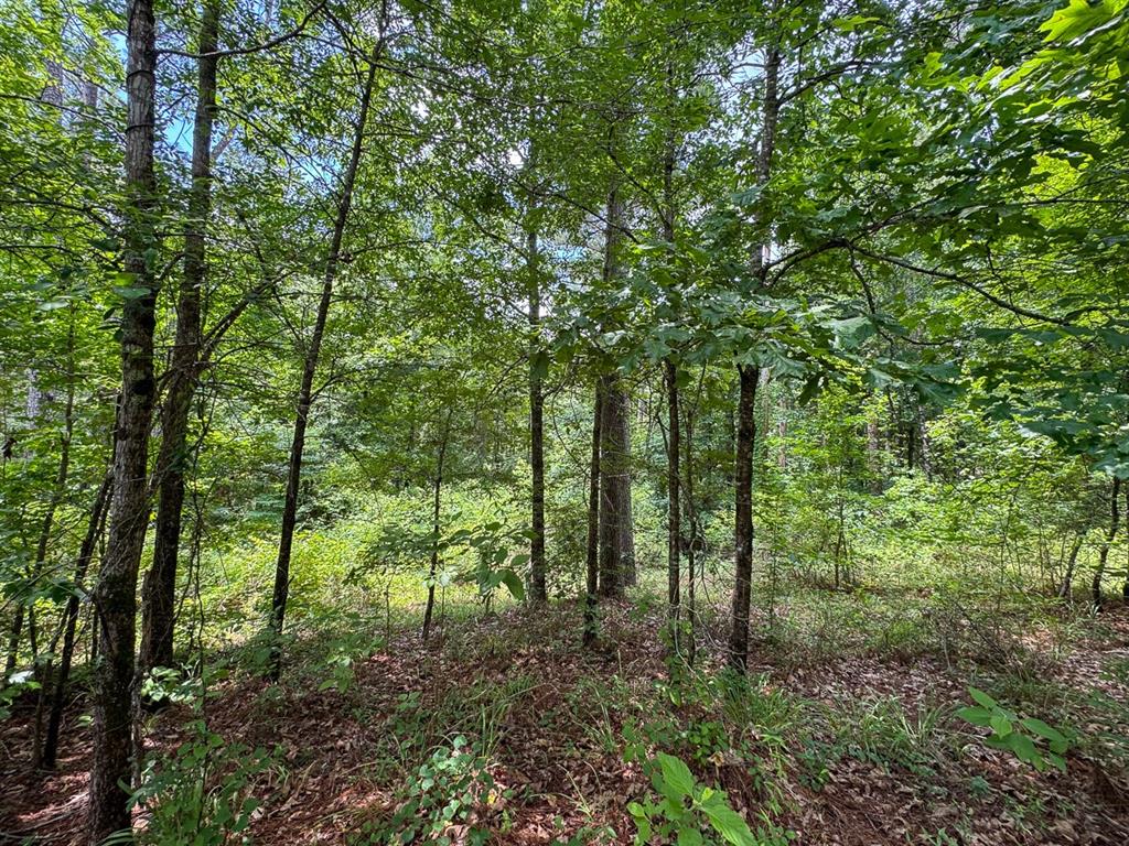 1 Posey Webb Camp Road Property Photo 6